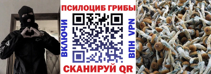 Купить где  Злынка  Галлюциногенные грибы мицелий 